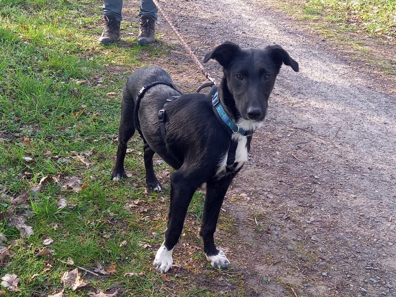 Border Collie - Windhund Mix Junghündin "Irma"