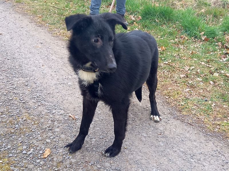Border Collie - Schäferhund Mix Junghündin "Anja"