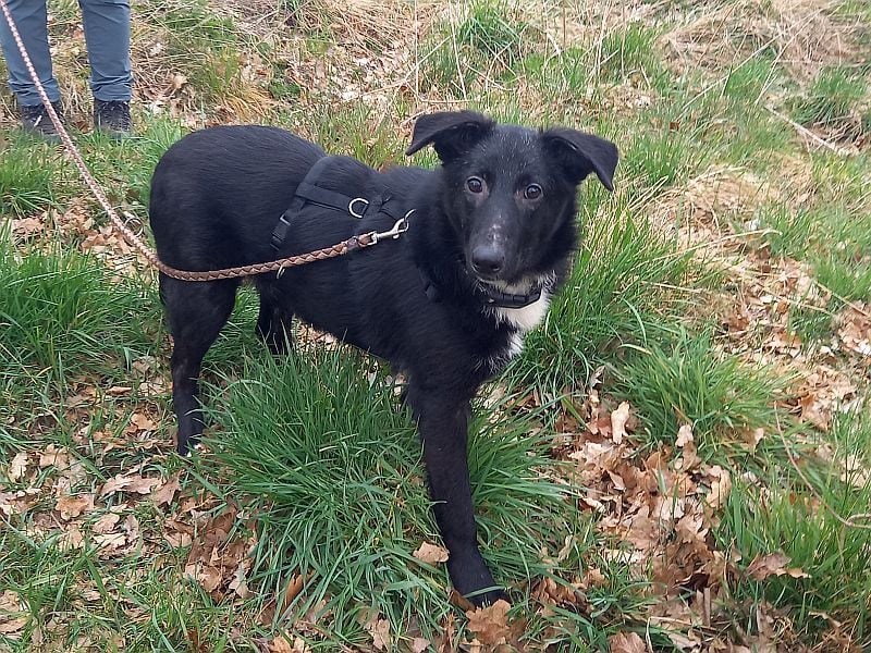 Border Collie - Schäferhund Mix Junghündin "Anja"