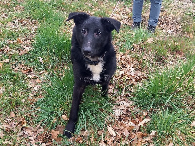 Border Collie - Schäferhund Mix Junghündin "Anja"