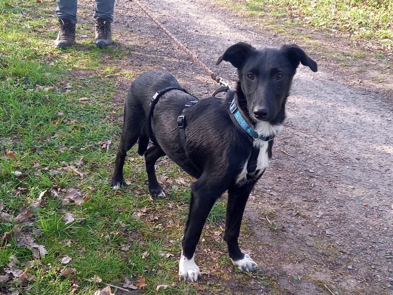 Border Collie - Windhund Mix Junghündin "Irma"