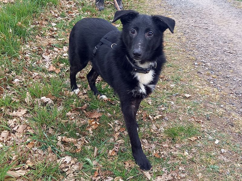 Border Collie-Schäferhund-Mix "Anja" sucht ein Zuhause