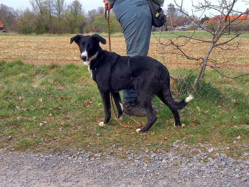 Border Collie - Windhund Mix Junghündin "Helga"
