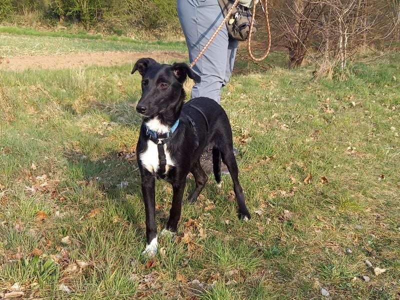 Border Collie - Windhund Mix Junghündin "Irma"