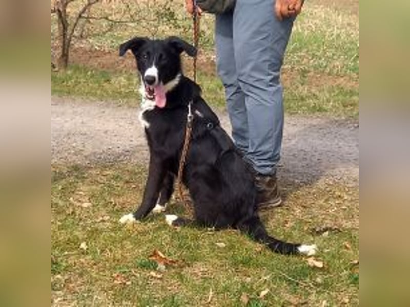 Border Collie - Windhund Mix Junghündin "Helga"