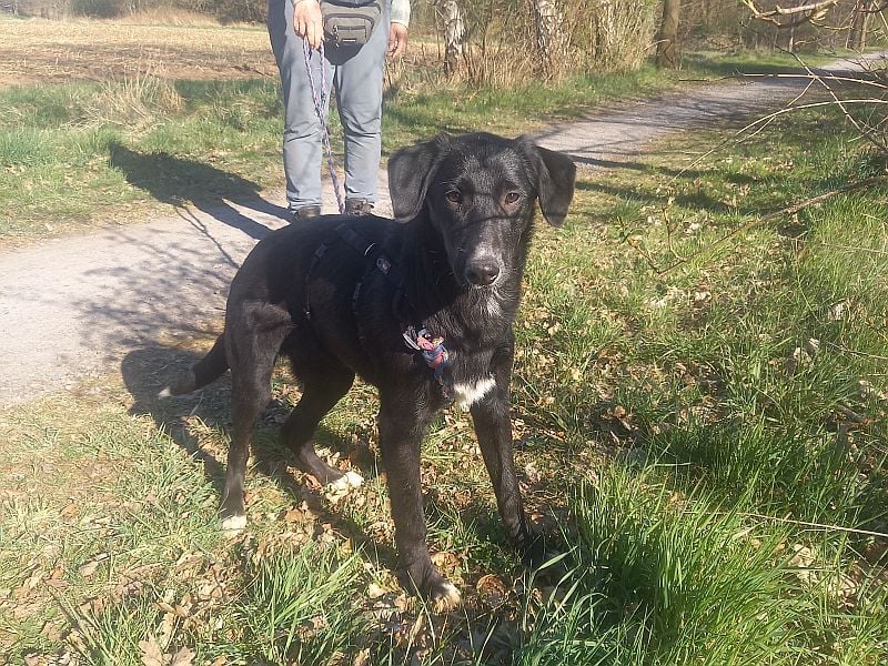 Border Collie-Mix Junghündin "Gelsa" sucht ein Zuhause