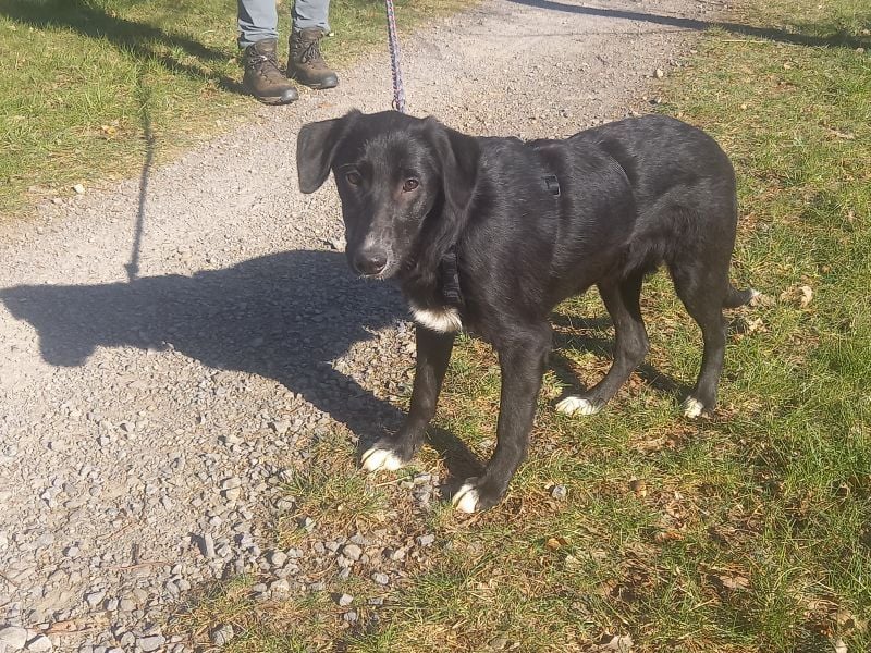 Border Collie-Mix Junghündin "Gelsa" sucht ein Zuhause
