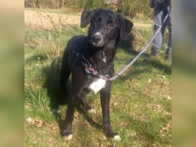 Border Collie-Mix Junghündin "Gelsa" sucht ein Zuhause
