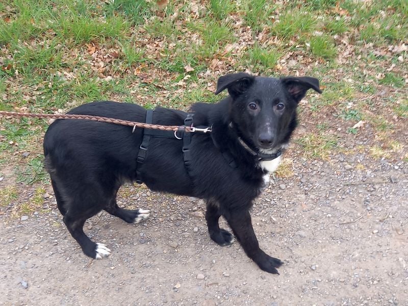 Border Collie-Schäferhund-Mix "Anja" sucht ein Zuhause