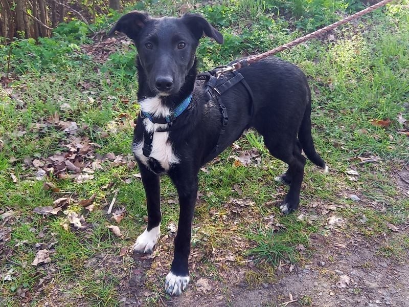 Border Collie - Windhund Mix Junghündin "Irma"