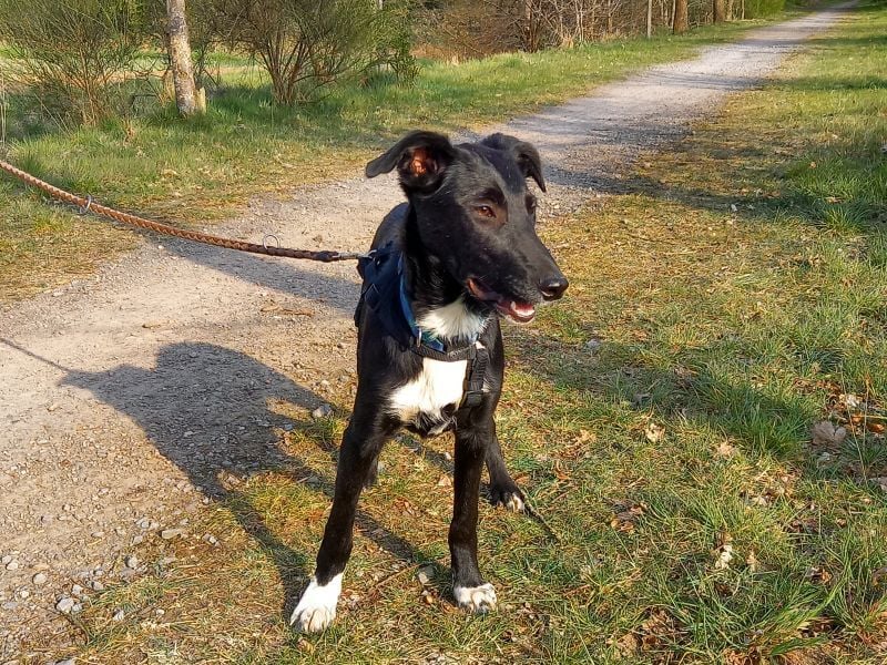Border Collie - Windhund Mix Junghündin "Irma"