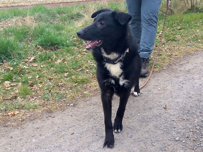 Border Collie-Schäferhund-Mix "Anja" sucht ein Zuhause