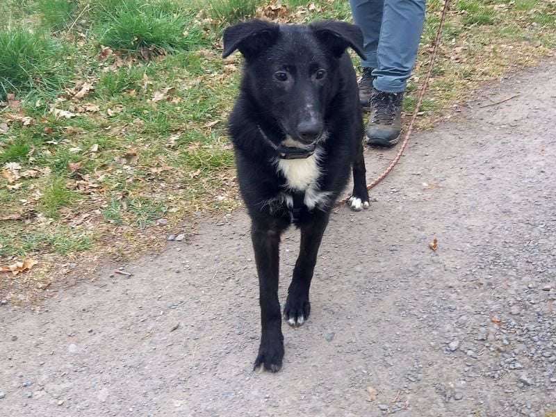 Border Collie-Schäferhund-Mix "Anja" sucht ein Zuhause