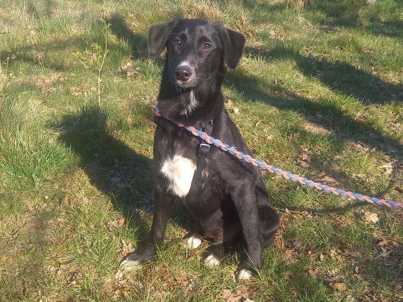 Border Collie-Mix Junghündin "Gelsa" sucht ein Zuhause