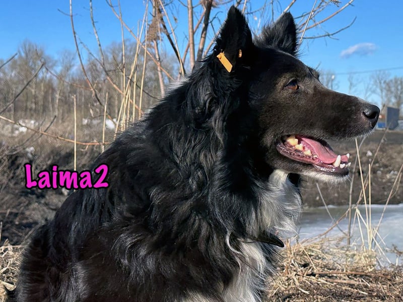 Laima2 geb. 01/2021 - sportliche und aufmerksame, wunderschöne Border-Collie-Mix Hündin!