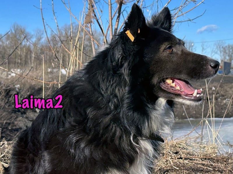 Laima2 geb. 01/2021 - sportliche und aufmerksame, wunderschöne Border-Collie-Mix Hündin!