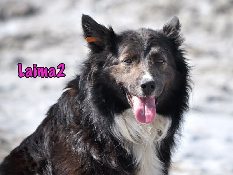 Laima2 geb. 01/2021 - sportliche und aufmerksame, wunderschöne Border-Collie-Mix Hündin!