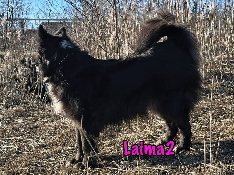 Laima2 geb. 01/2021 - sportliche und aufmerksame, wunderschöne Border-Collie-Mix Hündin!