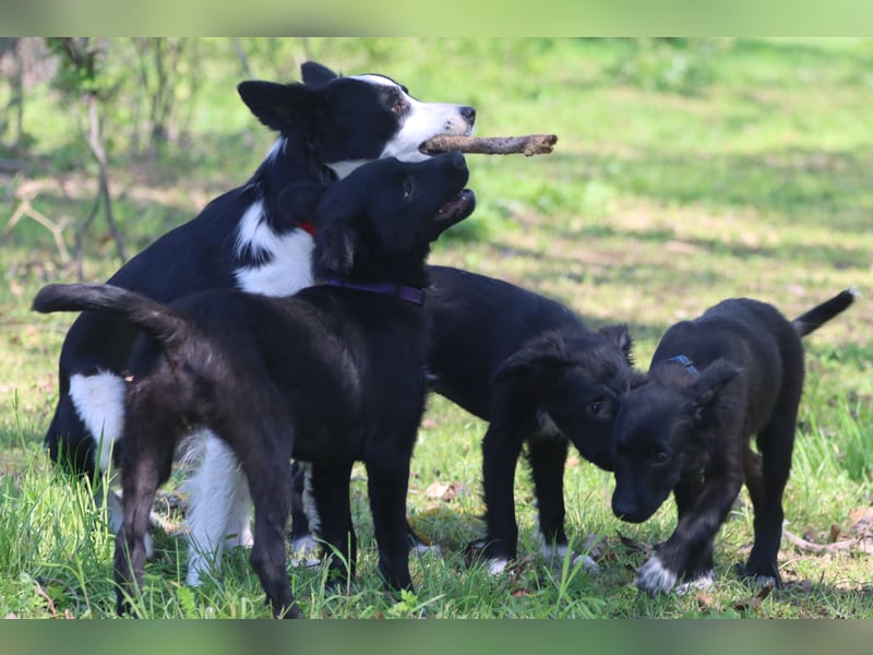 Vier wunderschöne Border Collie Mix - Welpen suchen ein liebevolles Zuhause!