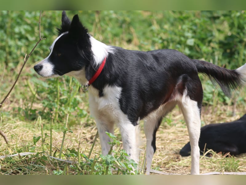 Border - Collie- Mix Luna sucht gutes Zuhause