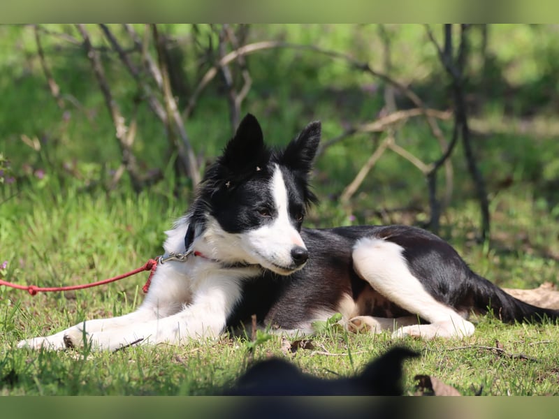 Border - Collie- Mix Luna sucht gutes Zuhause