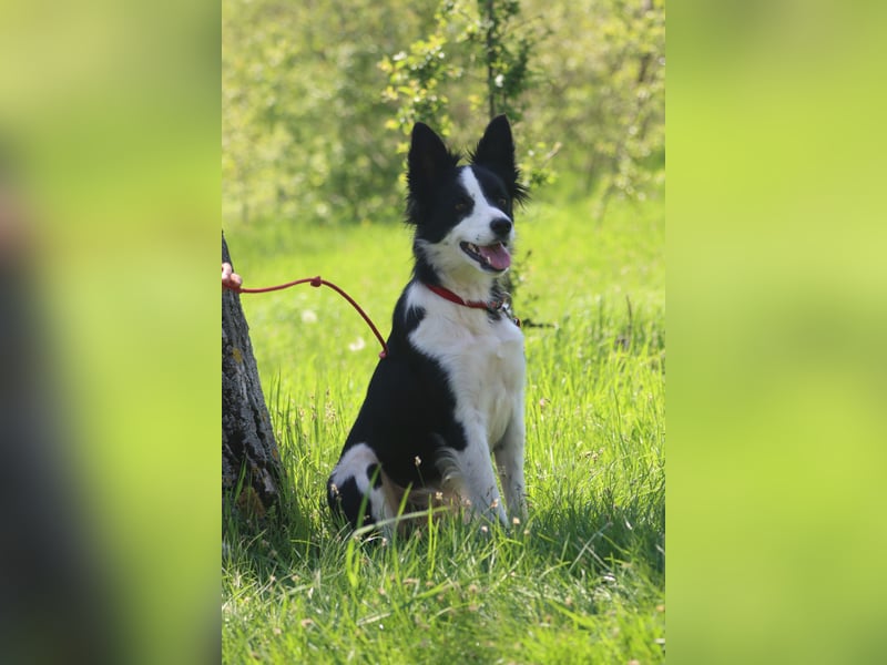 Border - Collie- Mix Luna sucht gutes Zuhause