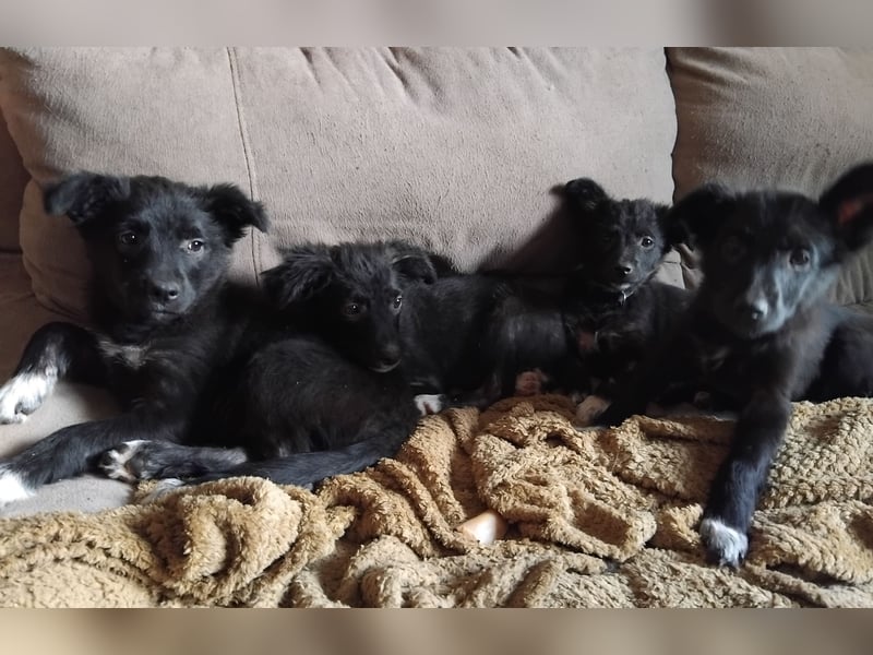 Vier wunderschöne Border Collie Mix - Welpen suchen ein liebevolles Zuhause!