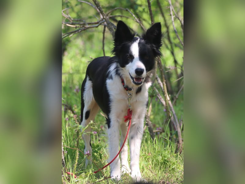 Border - Collie- Mix Luna sucht gutes Zuhause