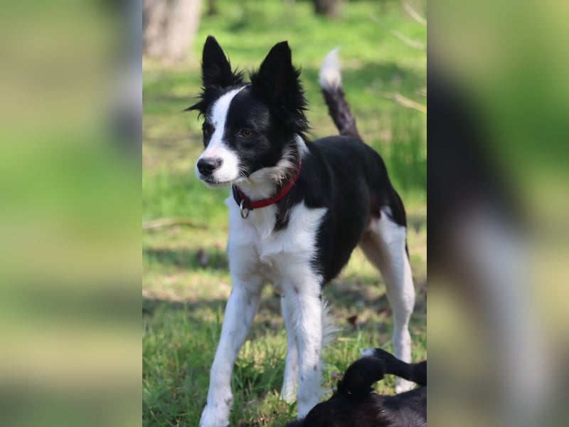 Border - Collie- Mix Luna sucht gutes Zuhause