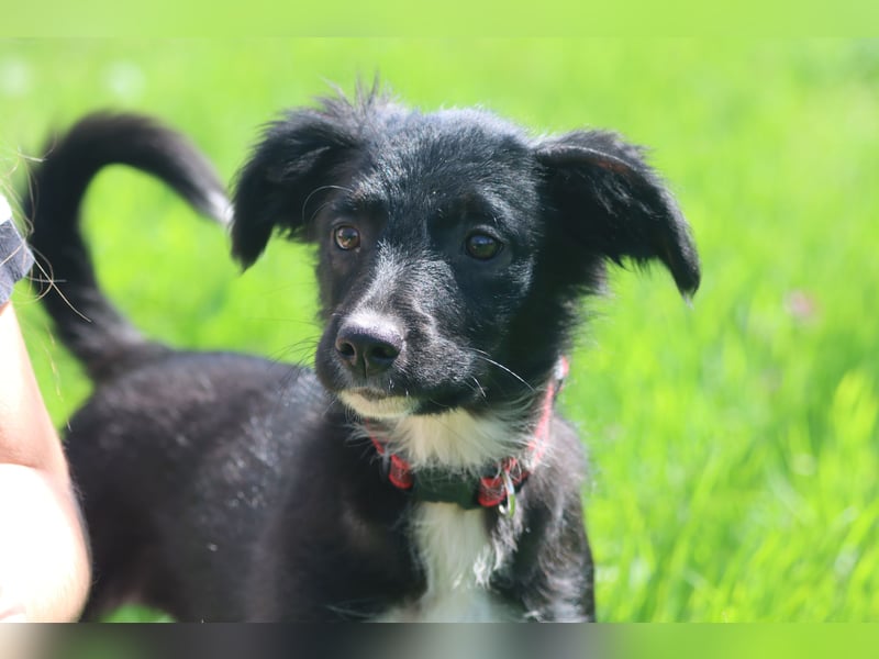 Vier wunderschöne Border Collie Mix - Welpen suchen ein liebevolles Zuhause!
