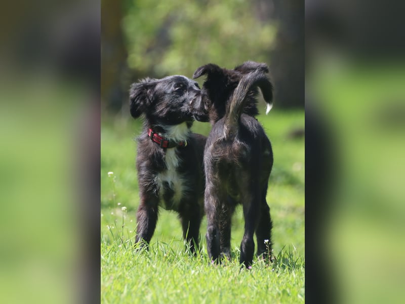 Vier wunderschöne Border Collie Mix - Welpen suchen ein liebevolles Zuhause!