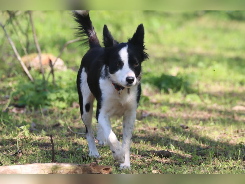 Border - Collie- Mix Luna sucht gutes Zuhause