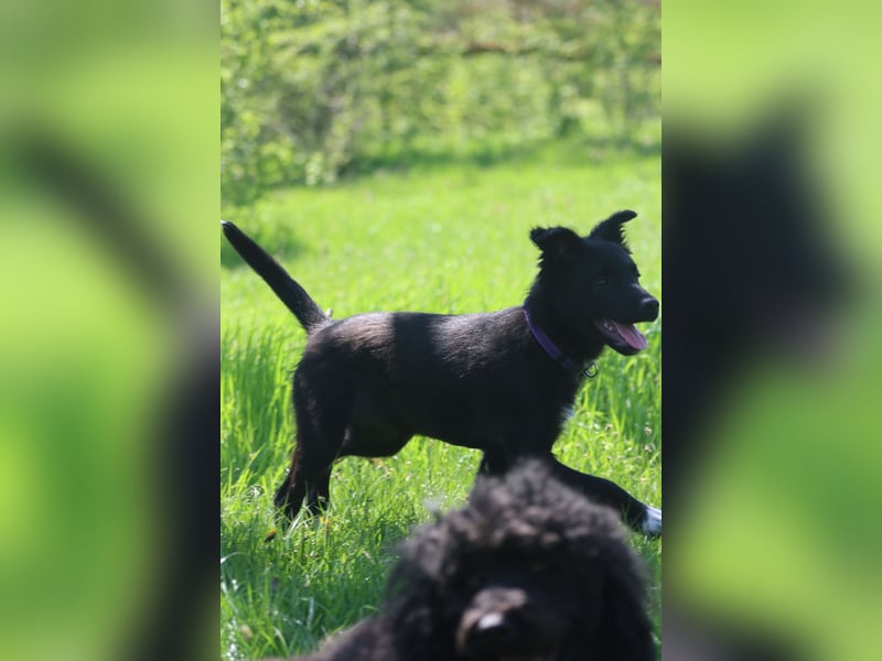 Hündin Naja mit lila Halsband