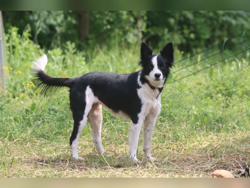 Border - Collie- Mix Luna sucht gutes Zuhause