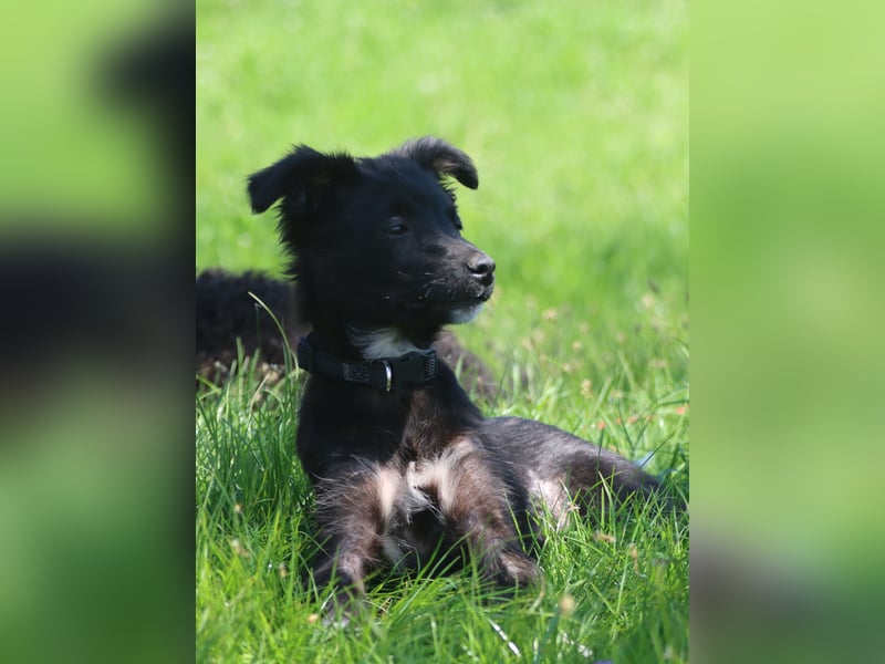 Hündin Izzy mit schwarzem Halsband