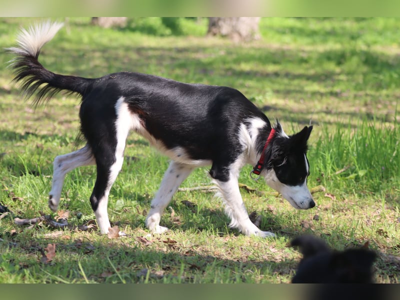 Border - Collie- Mix Luna sucht gutes Zuhause