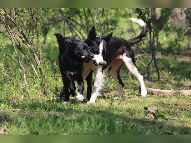 Vier wunderschöne Border Collie Mix - Welpen suchen ein liebevolles Zuhause!