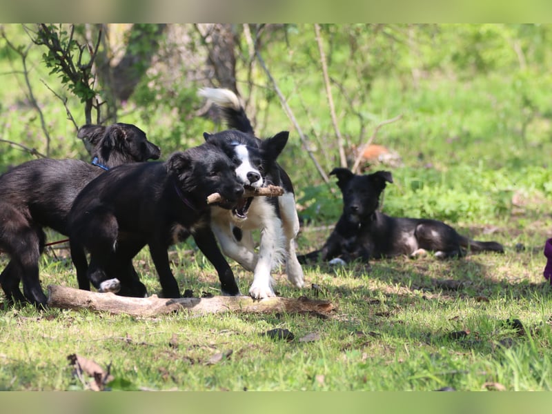 Vier wunderschöne Border Collie Mix - Welpen suchen ein liebevolles Zuhause!
