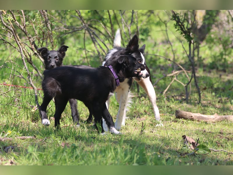 Vier wunderschöne Border Collie Mix - Welpen suchen ein liebevolles Zuhause!