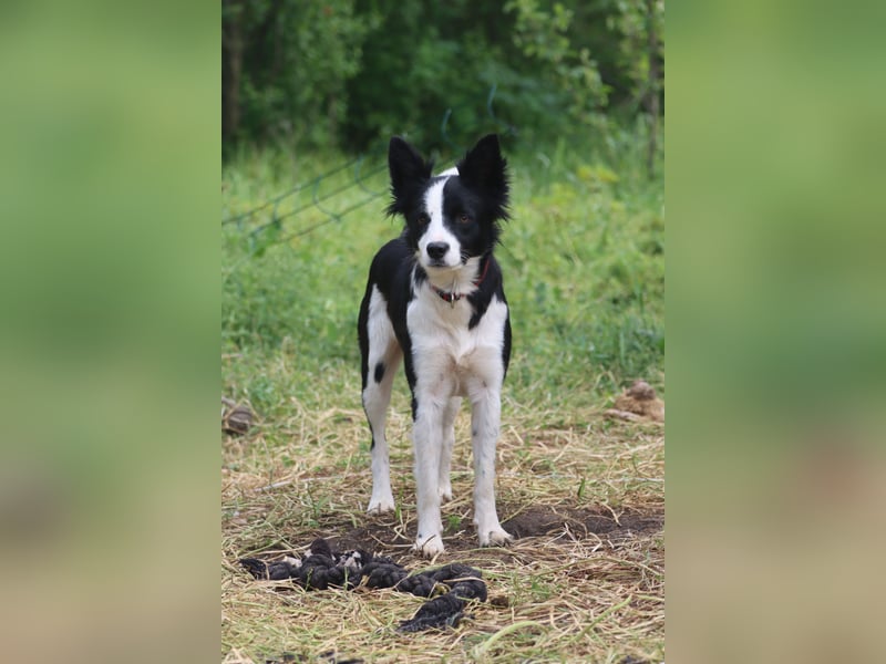 Border - Collie- Mix Luna sucht gutes Zuhause