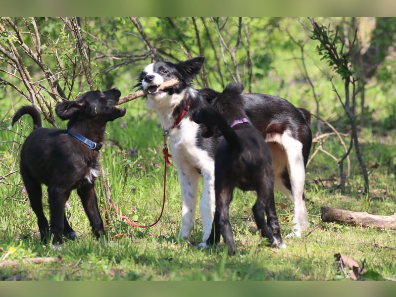 Vier wunderschöne Border Collie Mix - Welpen suchen ein liebevolles Zuhause!