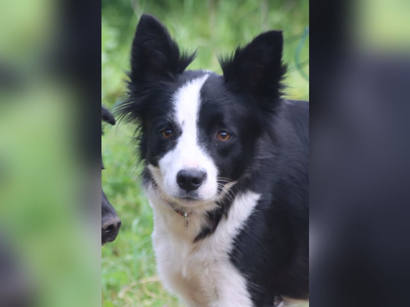 Border - Collie- Mix Luna sucht gutes Zuhause