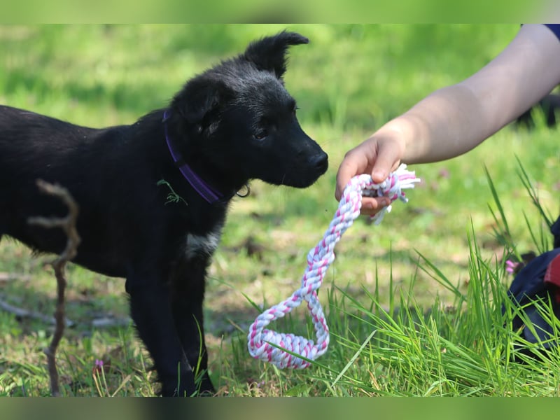 Hündin Naja mit lila Halsband