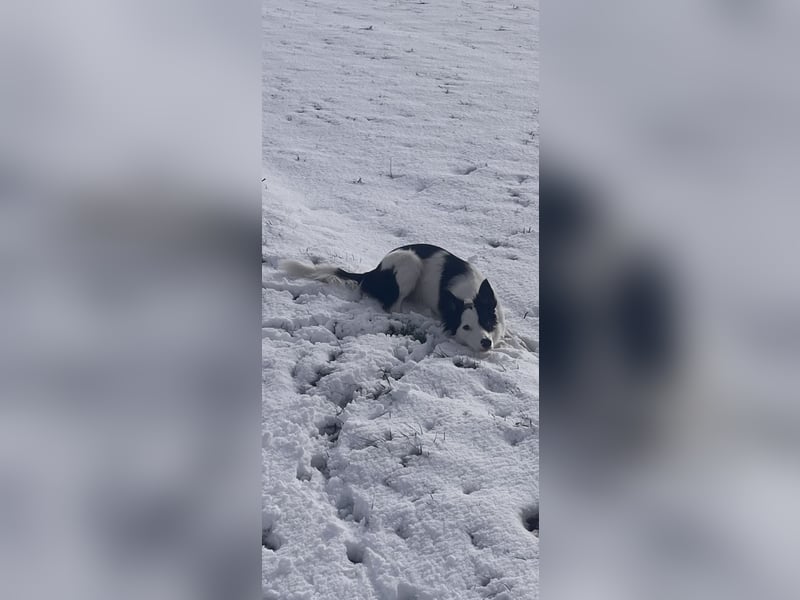 Border collie 2/12 Jahre