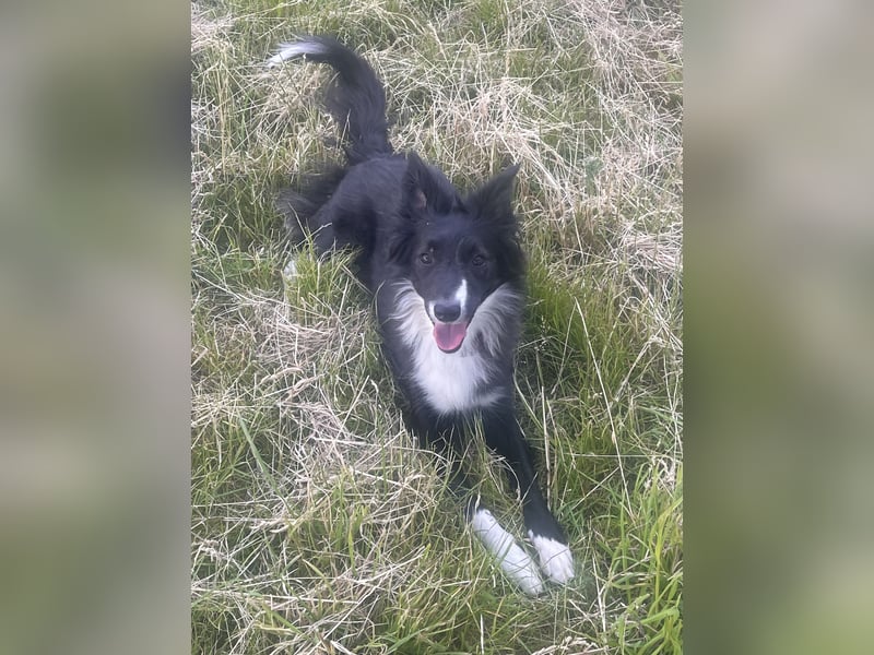 Border collie Hündin 20 Monate