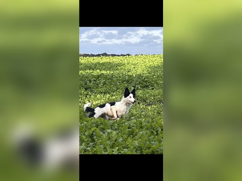 Border collie 2/12 Jahre
