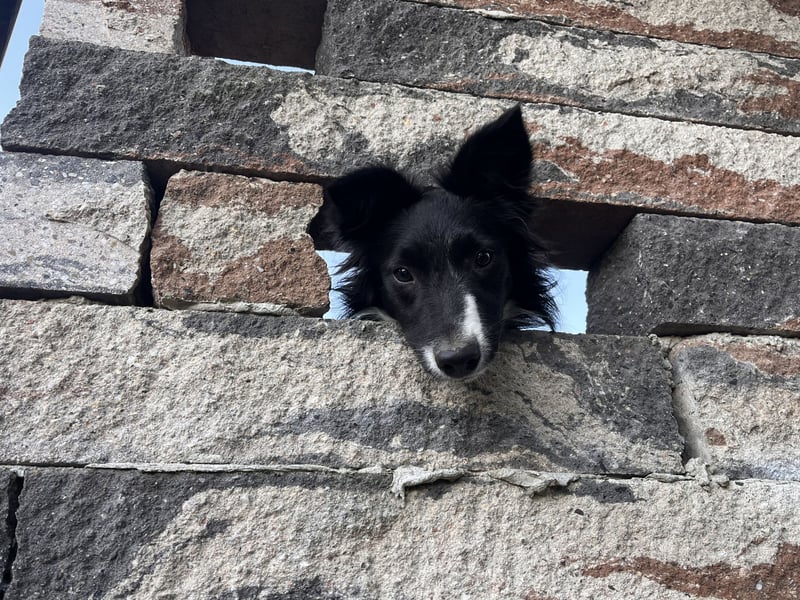 Border collie Hündin 20 Monate