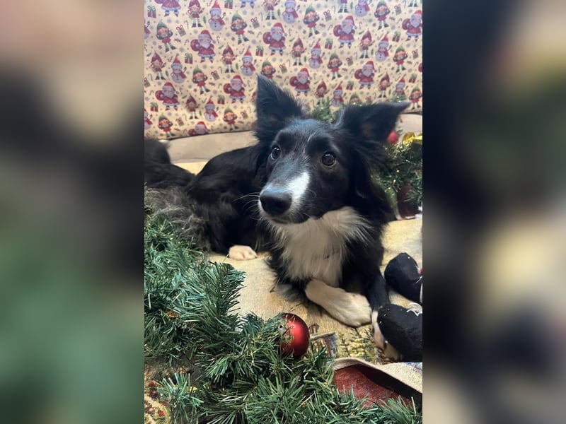 Border collie Hündin 20 Monate