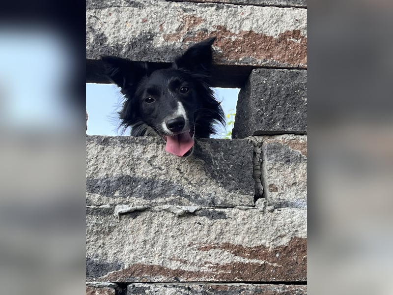 Border collie Hündin 20 Monate