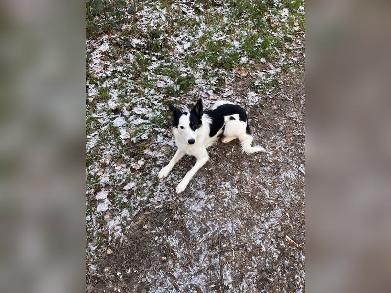 Border collie 2/12 Jahre